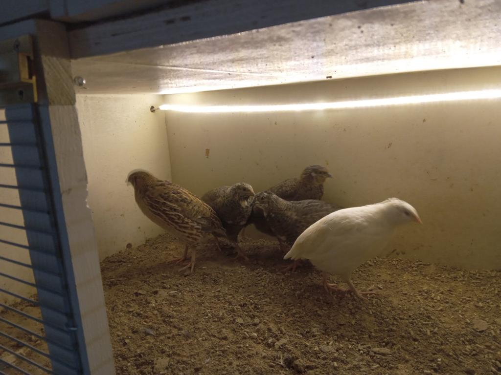 Japanse kwartels te koop, Dieren en Toebehoren, Vogels | Overige Vogels