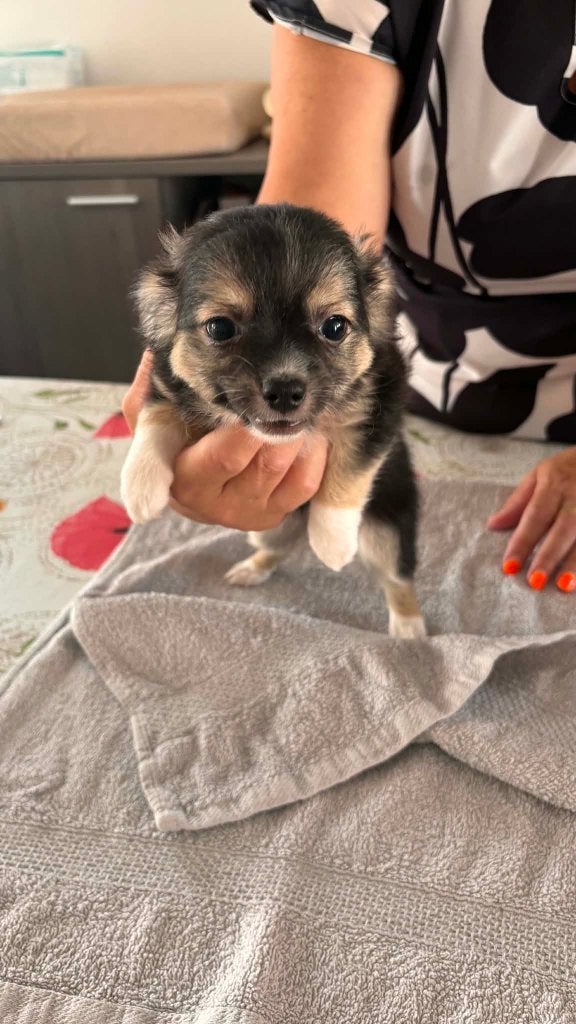 chihuahua pups, Chienne, Belgique, 8 à 15 semaines, Plusieurs