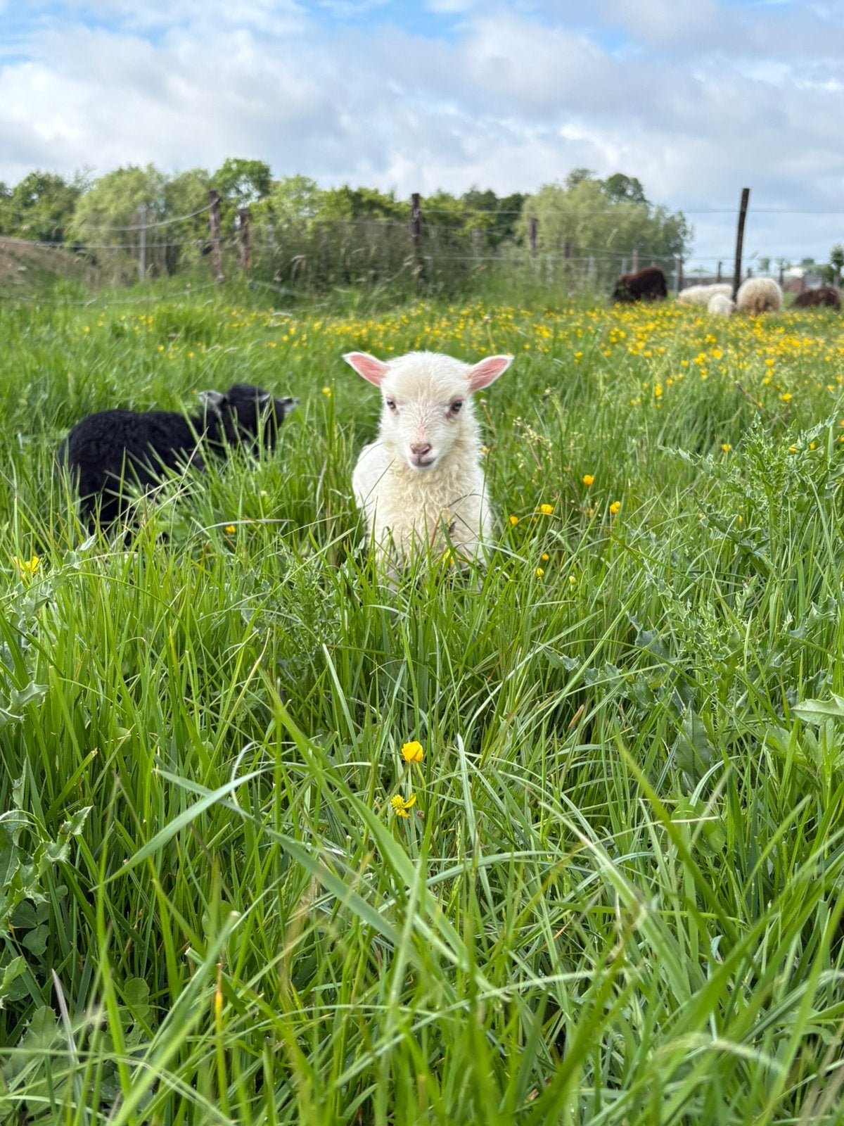 Ouessant lammeren, Dieren en Toebehoren