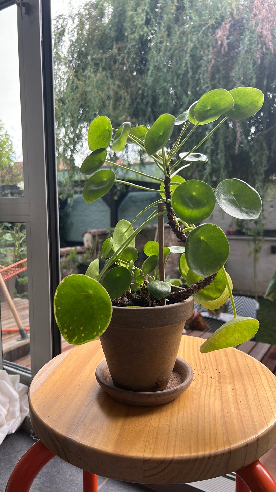 Pannenkoekenplantjes, Enlèvement