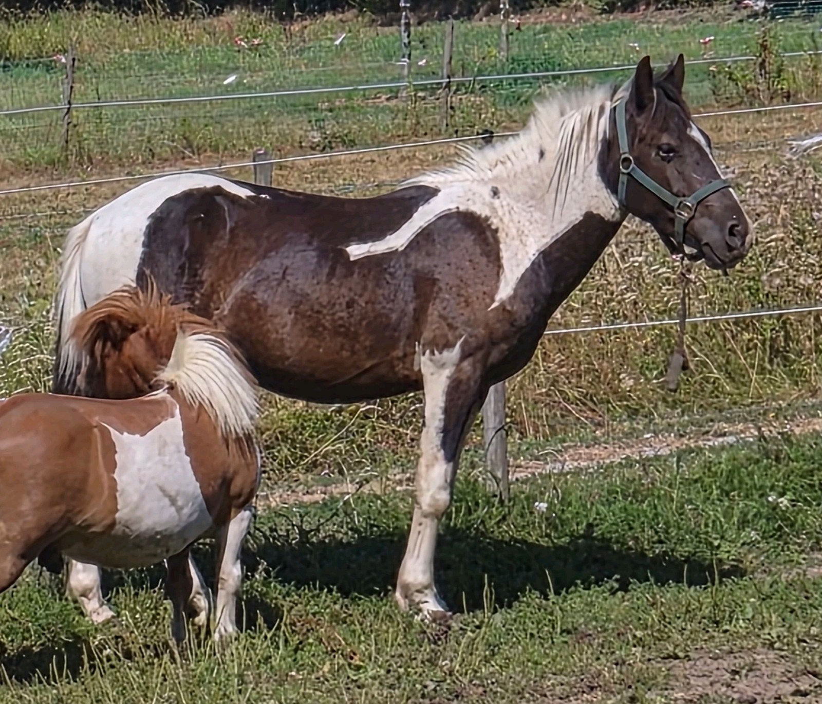 2 jarige springpony ruin. projectje, Avec pedigree, Hongre, 0 à 2 ans, Non dressé
