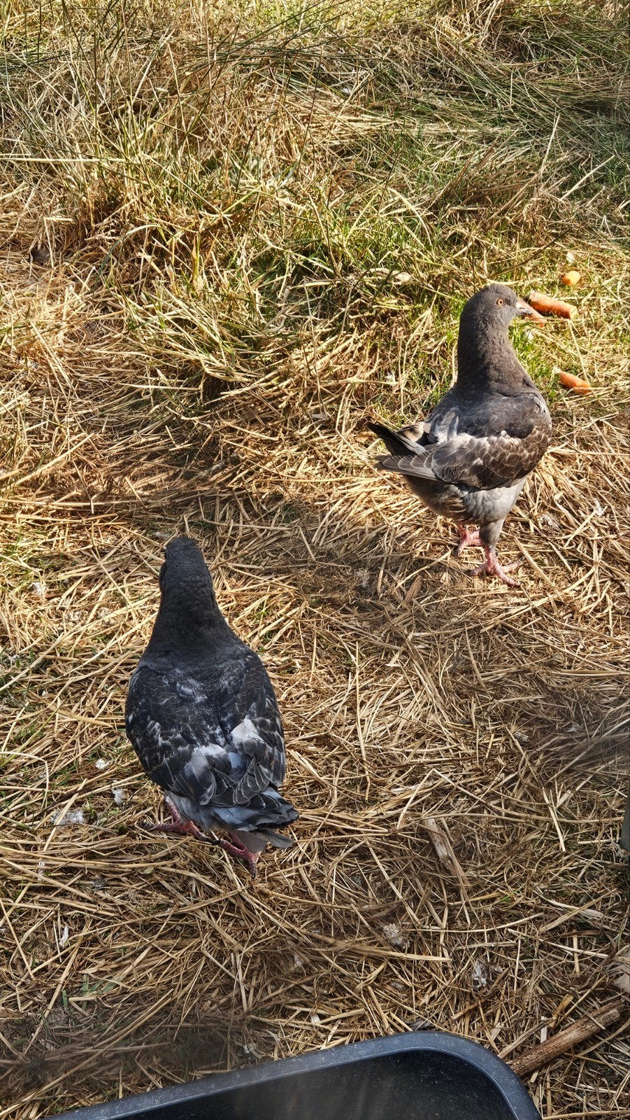 Knappe kingduiven, Dieren en Toebehoren, Vogels | Duiven