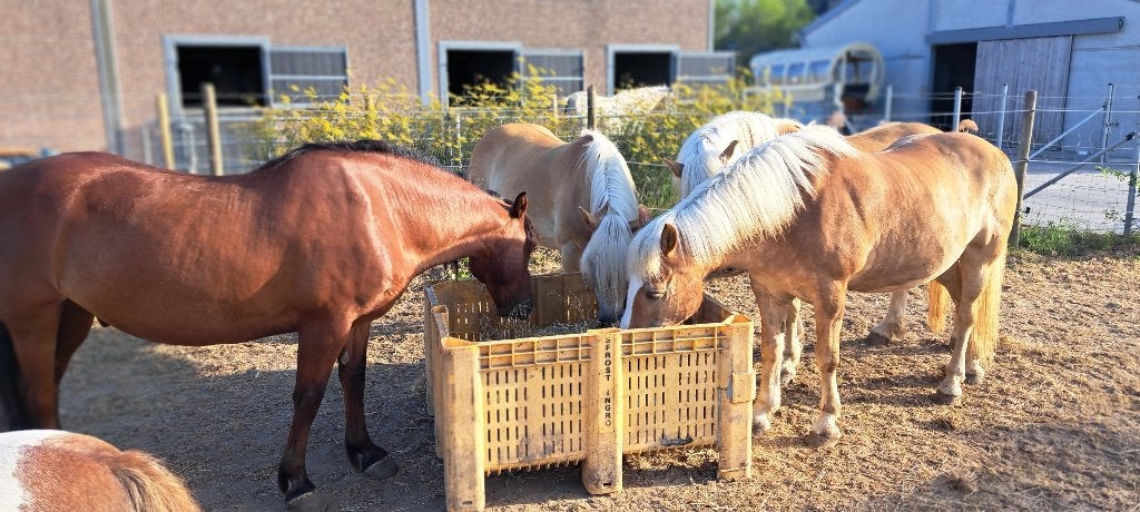 Brave pony gezocht RUIN, Dieren en Toebehoren, Ruin, E pony (1.48m - 1.57m), Recreatiepony, 11 jaar of ouder