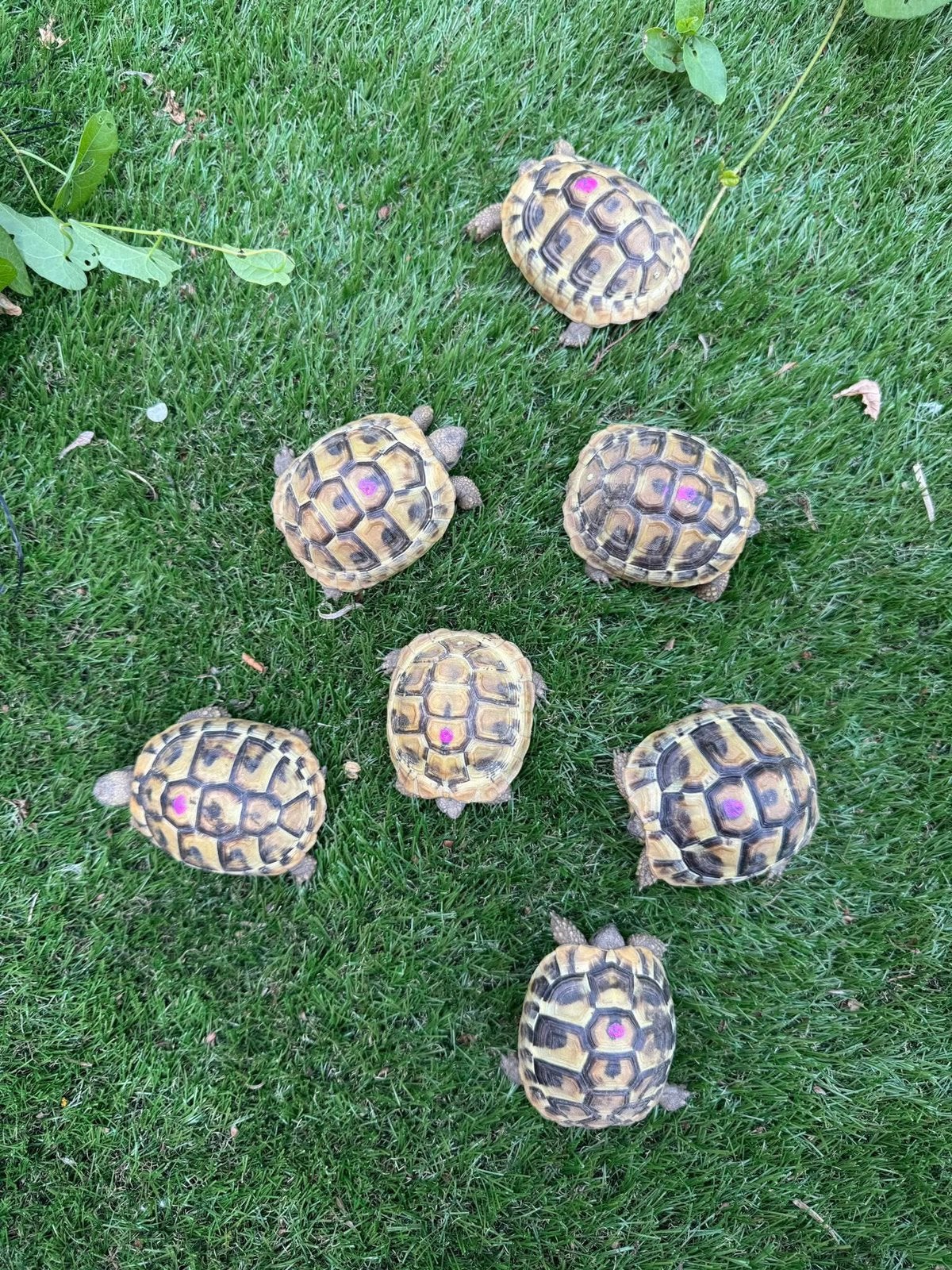 Griekse landschildpad, Schildpad, Tam, 0 tot 2 jaar