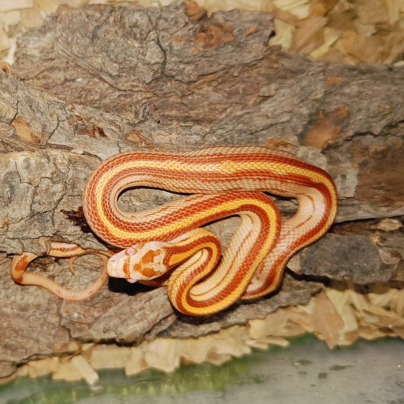 2 baby korenslangen, Slang, Met terrarium, 0 tot 2 jaar