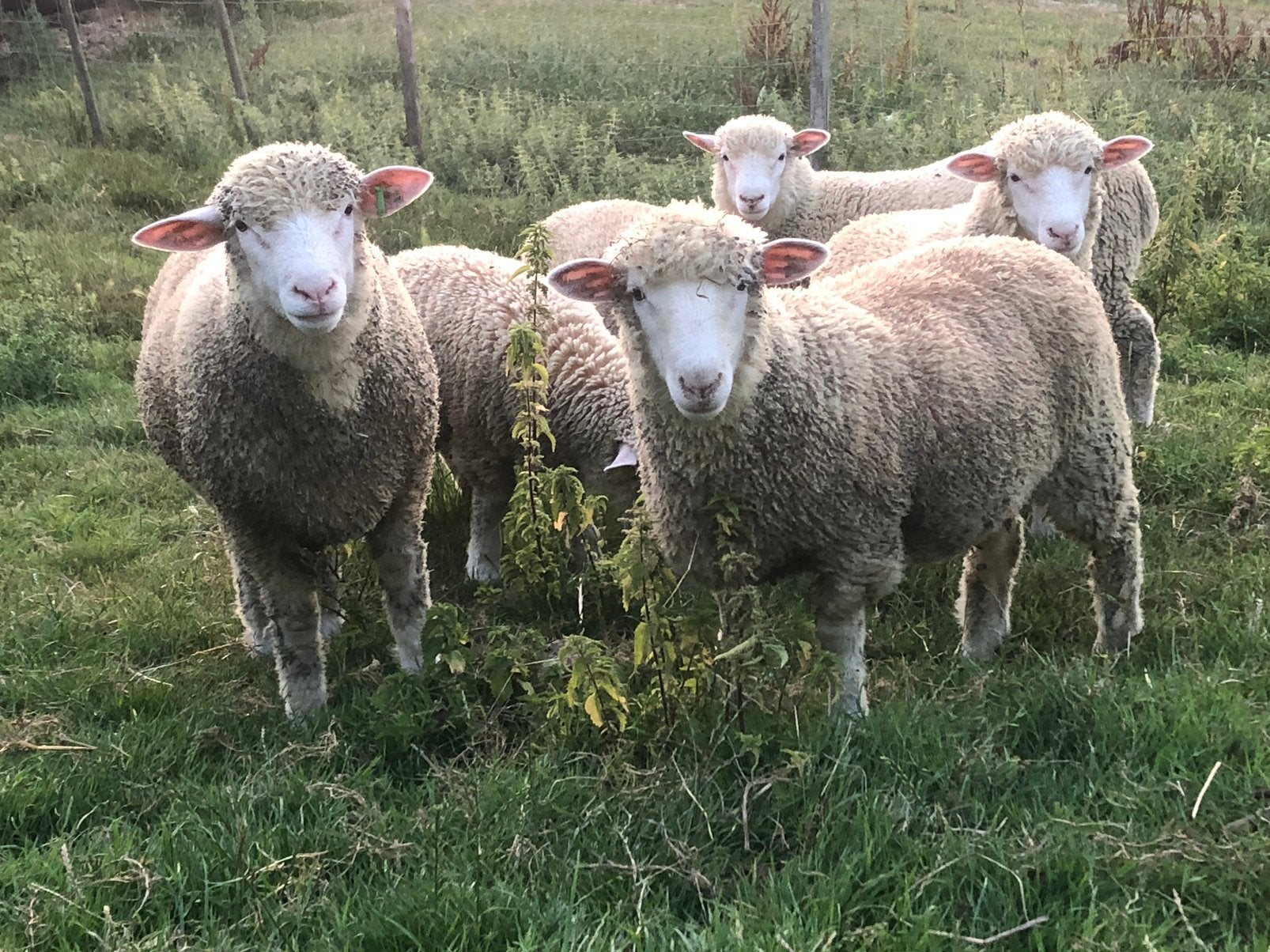 Poll dorset, Mâle, Mouton, 0 à 2 ans