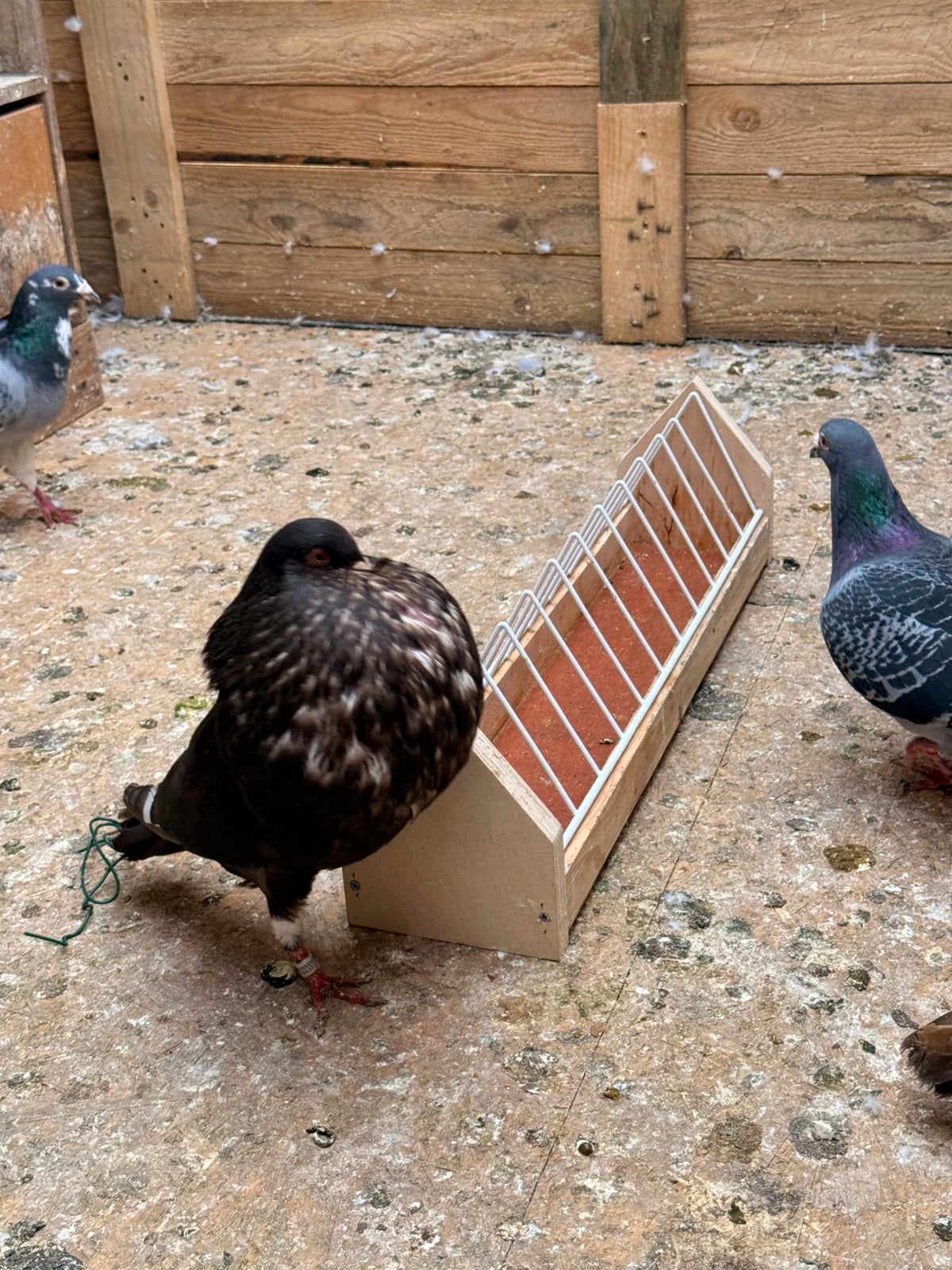 Pigeons gaditano keoppers, Plusieurs animaux, Boulant
