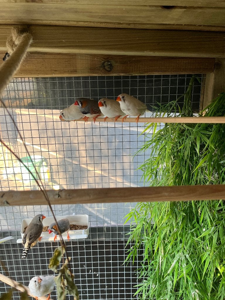 Zebravinken, Dieren en Toebehoren, Vogels | Kanaries, Meerdere dieren