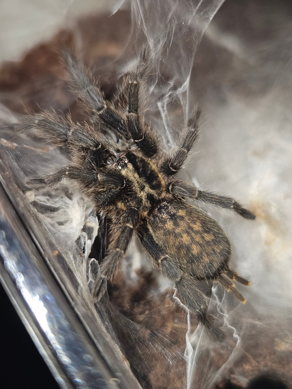 Heterothele villosela adult vrouw