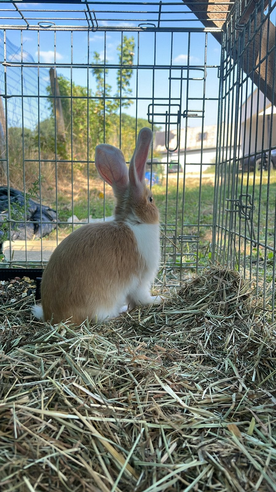 Konijn, Dieren en Toebehoren, Konijnen, Mannelijk, Groot, 0 tot 2 jaar