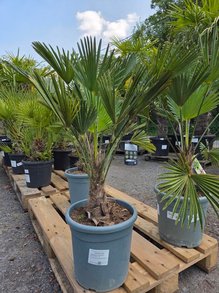 Palmboom Trachycarpus Wagnerianus, Tuin en Terras, Ophalen