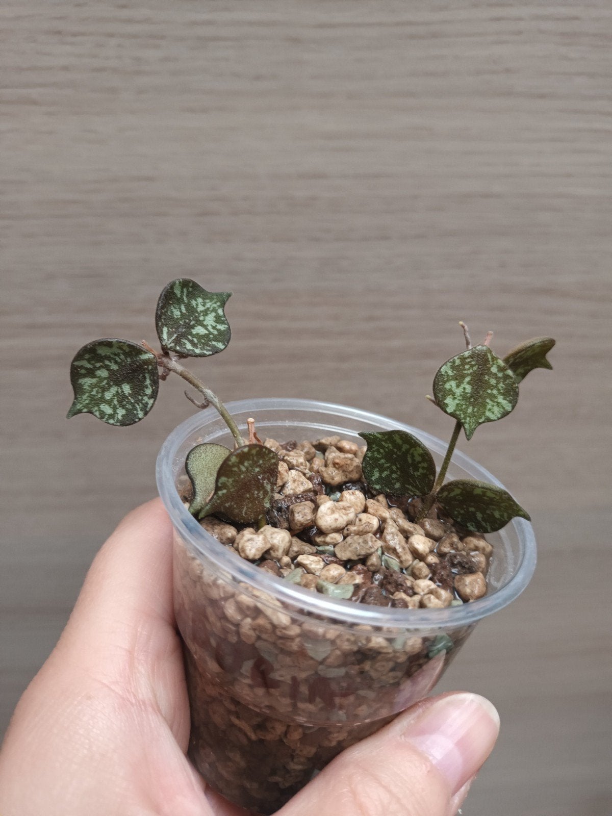 Hoya curtisii, Enlèvement ou Envoi