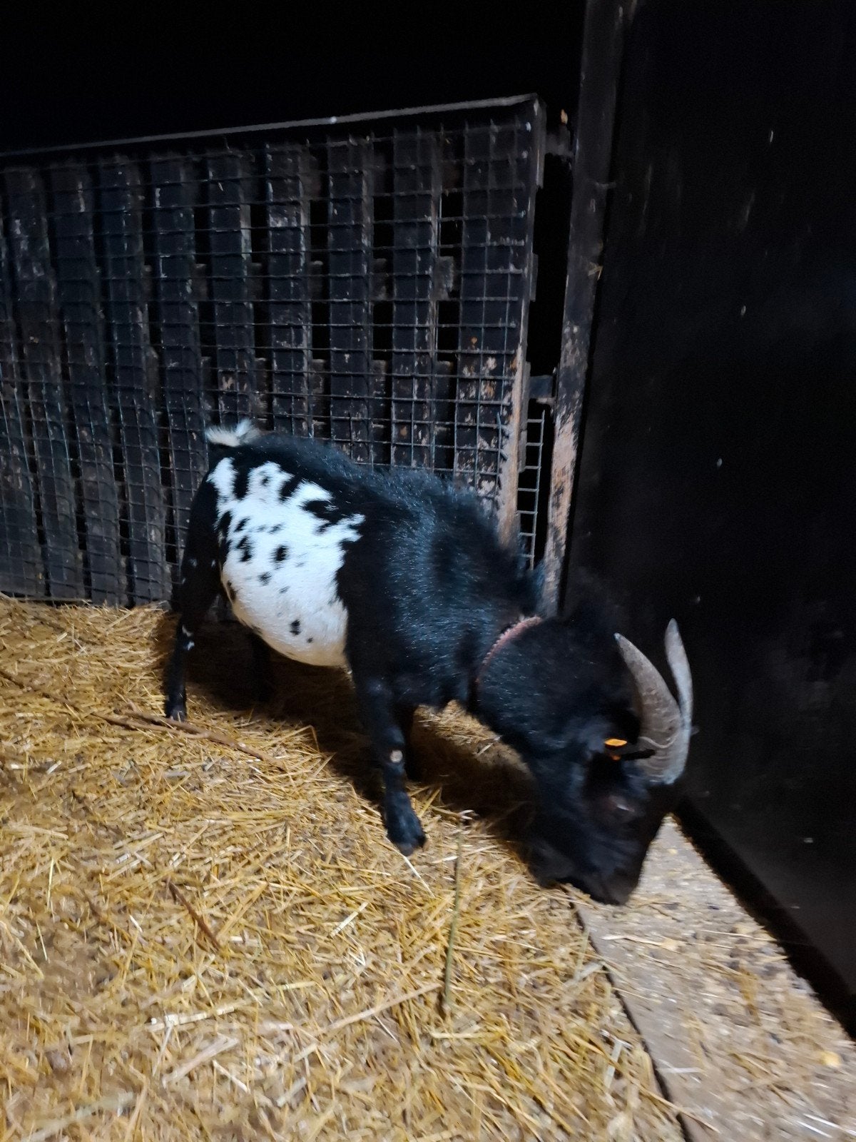 mooie dekbok van zeer goede afstamming, Dieren en Toebehoren, Schapen, Geiten en Varkens