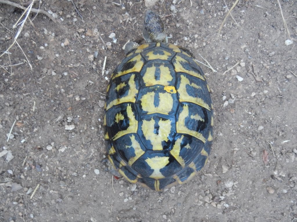 recherche tortue boettgeri de macedoine, Tortue, 11 ans ou plus