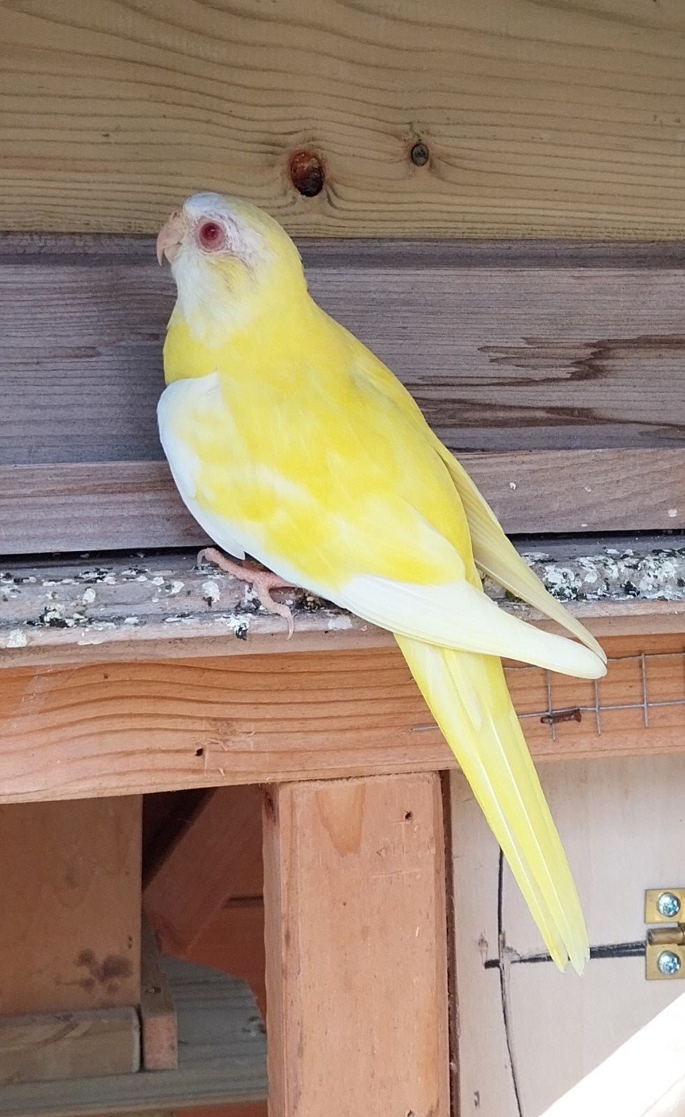 splendid popje '25 te koop ., Dieren en Toebehoren, Vogels | Parkieten en Papegaaien, Geringd