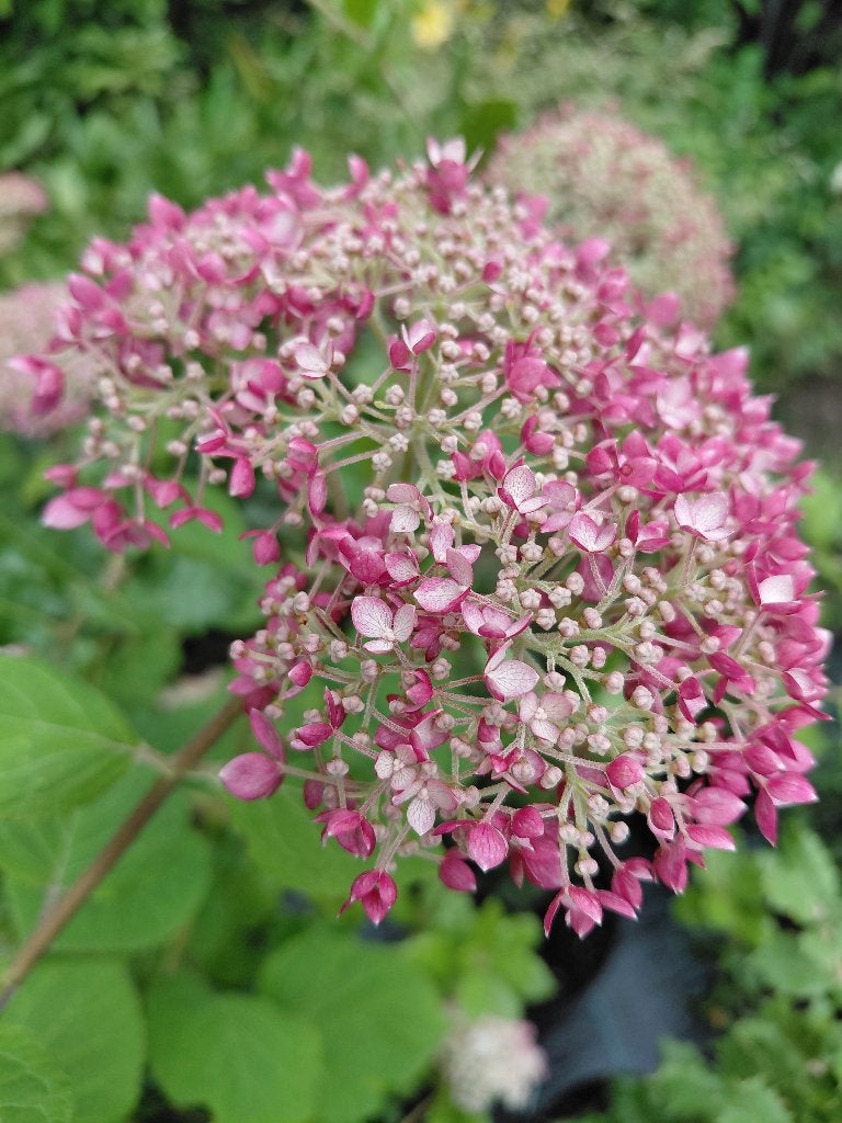 Hydrangea Pink Annabel in actie, Tuin en Terras, Ophalen, Halfschaduw