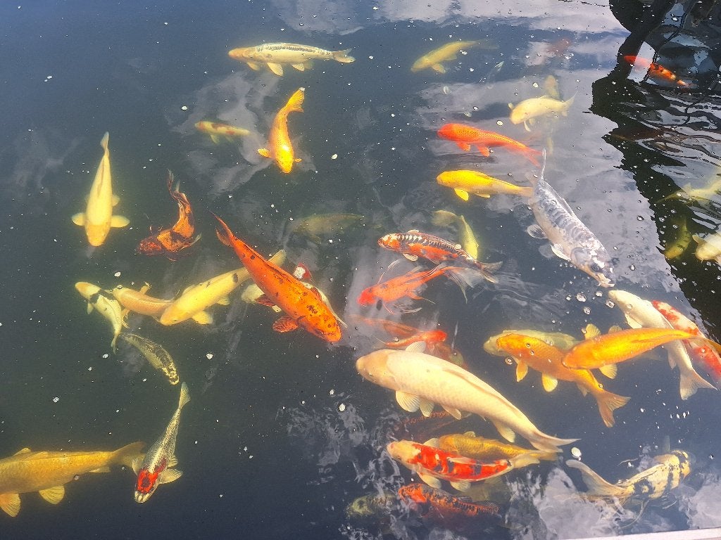 Koi's van 30 tot 60 cm, Karper of Koi
