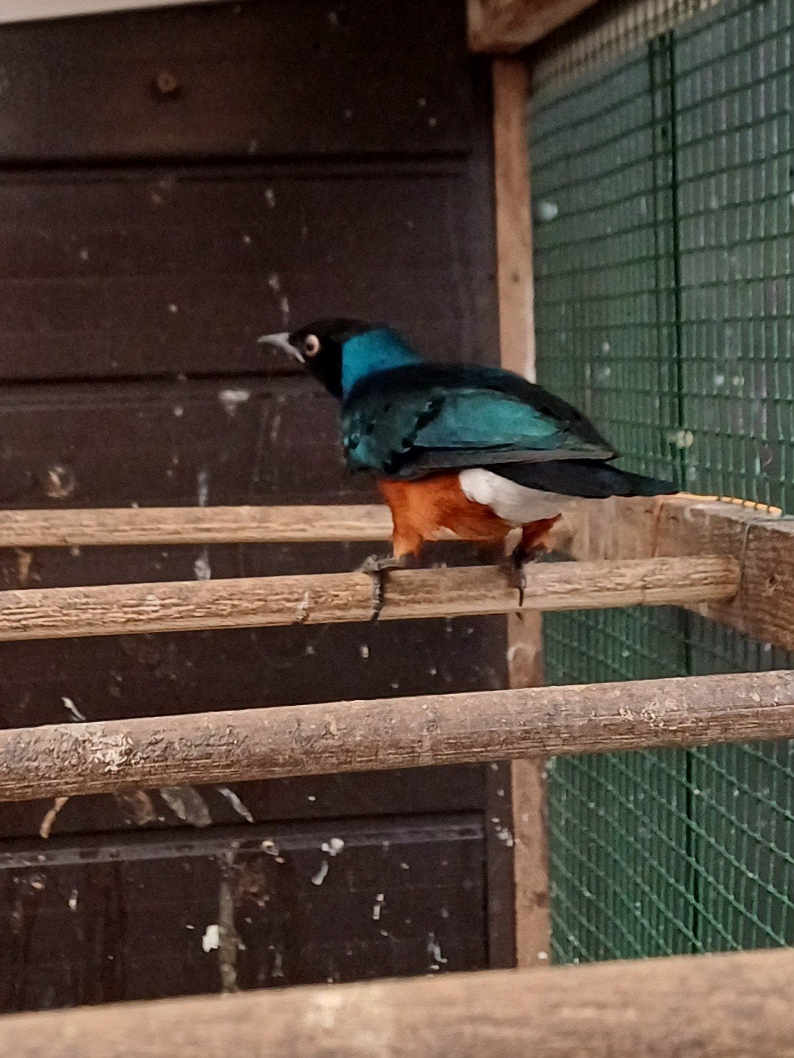 driekleurige glansspreeuw, Animaux & Accessoires, Oiseaux | Oiseaux Autre, Bagué