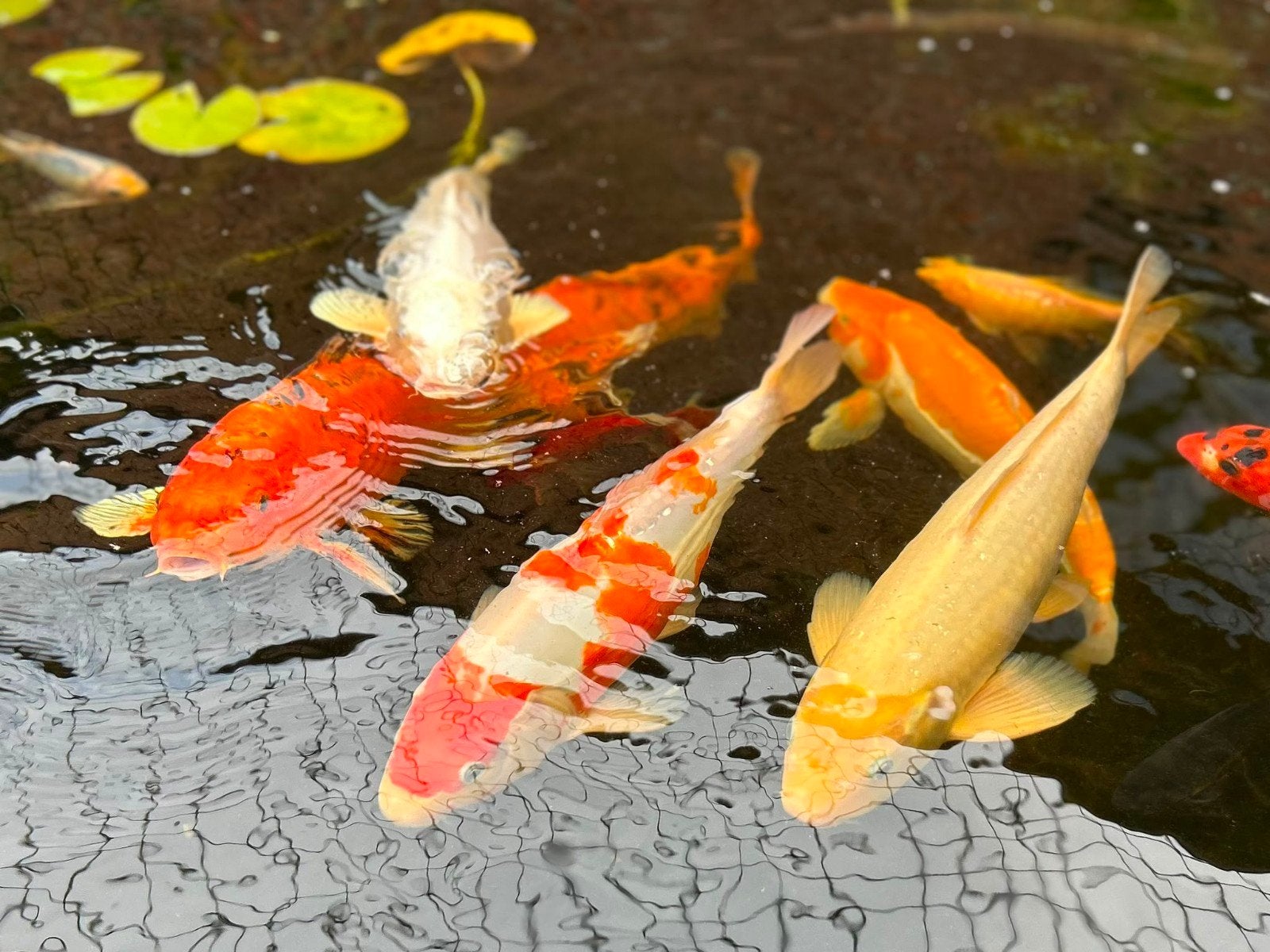 koi vissen, Dieren en Toebehoren