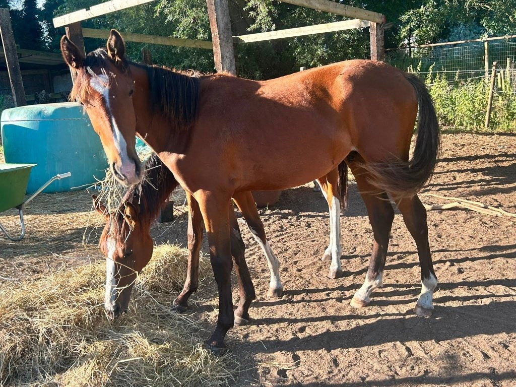 Jaarling hengst met veel potentieel, Animaux & Accessoires, Chevaux, Avec pedigree, Étalon, 0 à 2 ans, Non dressé