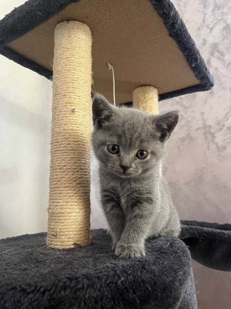 Te koop: Britse Korthaar (Blue) Kitten, Kater, 0 tot 2 jaar