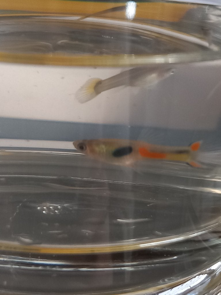 Guppy, Vis, Zoetwatervis