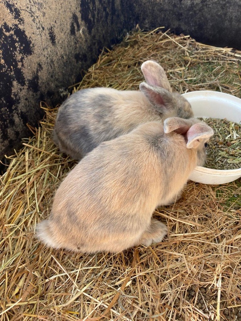 Konijntjes, Dieren en Toebehoren, Konijnen, Meerdere dieren, Klein, 0 tot 2 jaar