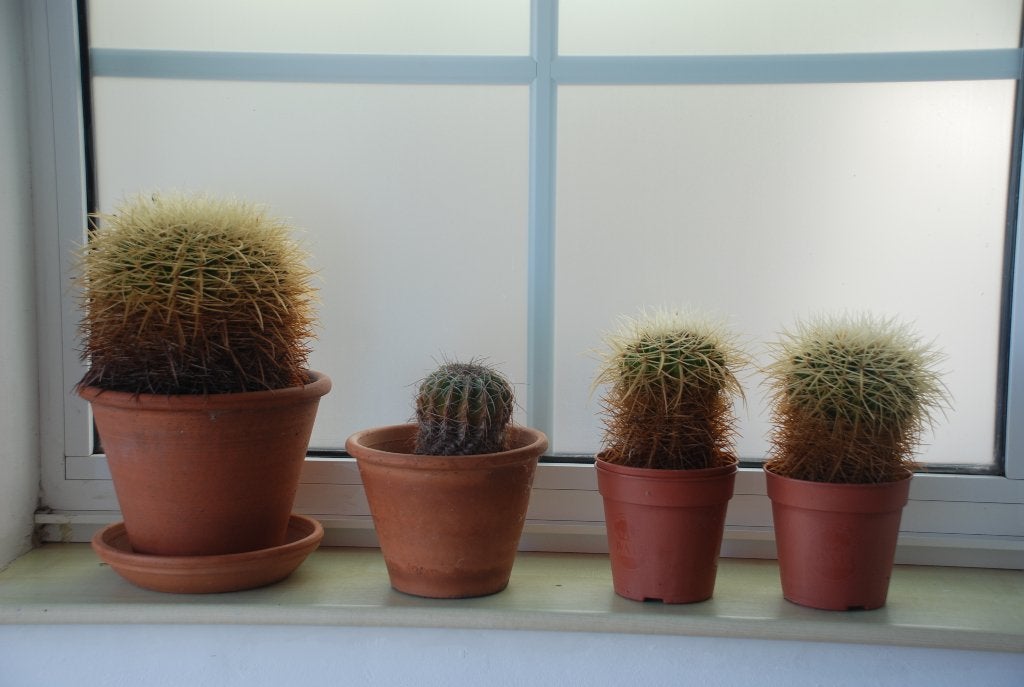Cactussen in verschillenden maten, Maison & Meubles, Plantes d'intérieur, Enlèvement, Cactus