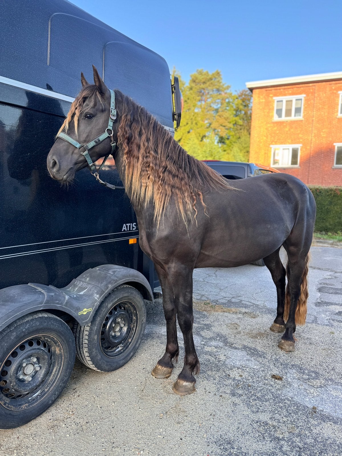 Cheval Etalon frison x rocky mountain, Animaux & Accessoires, Étalon, Débourré