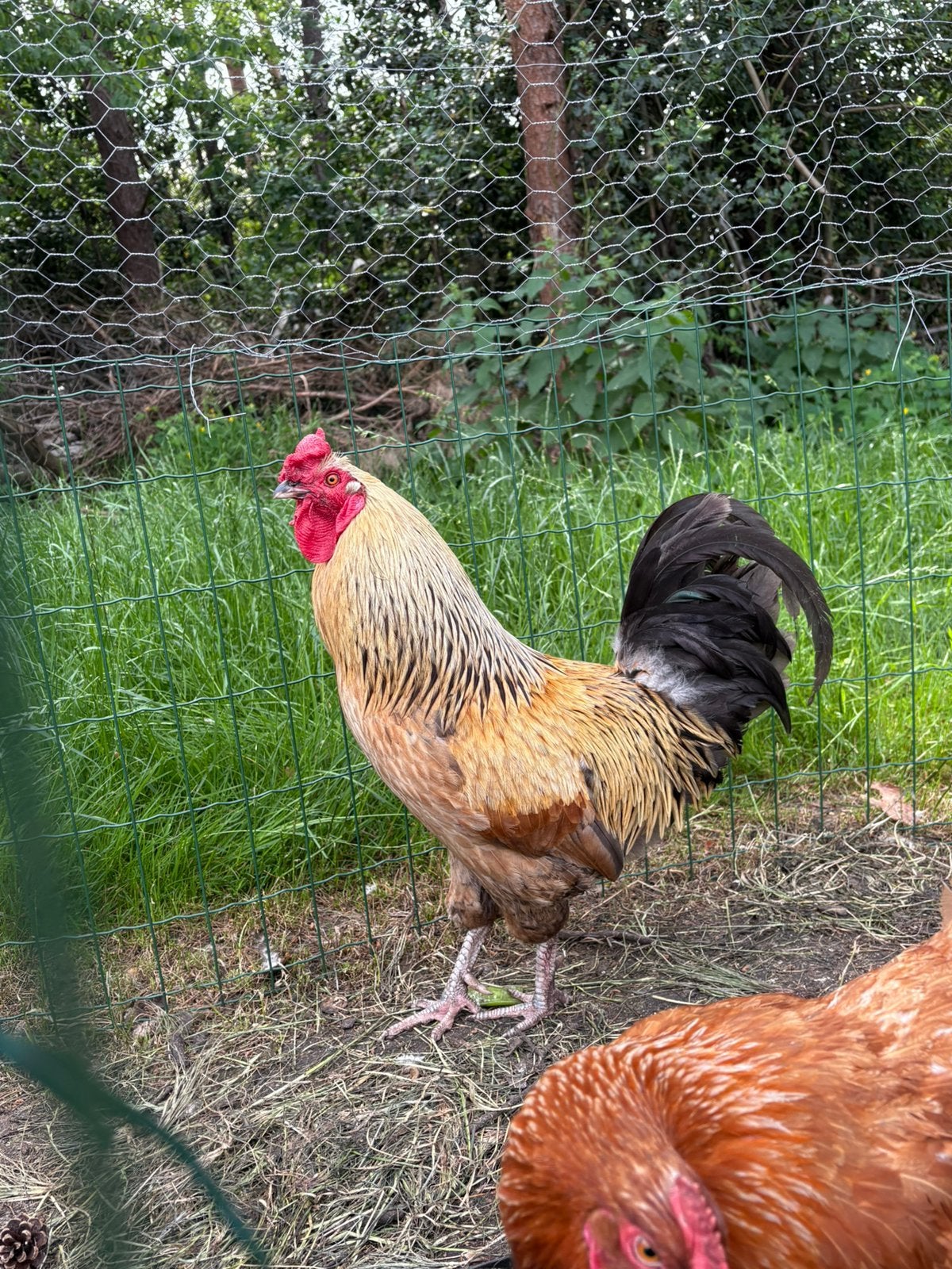 Jonge haan, Dieren en Toebehoren, Pluimvee