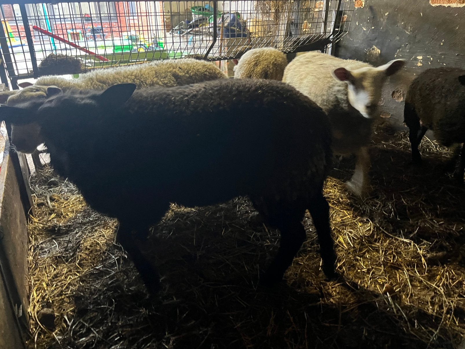 Jonge bok, Animaux & Accessoires