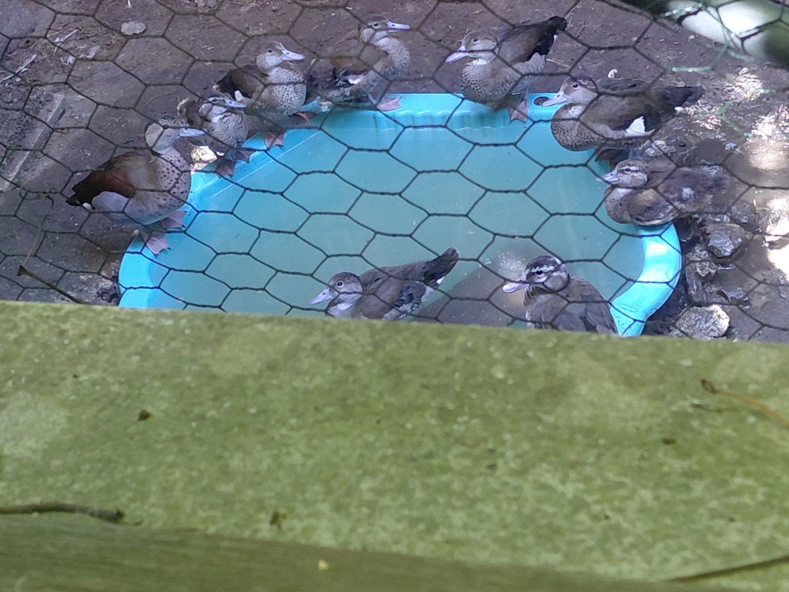 roodschouder taling, Dieren en Toebehoren, Pluimvee