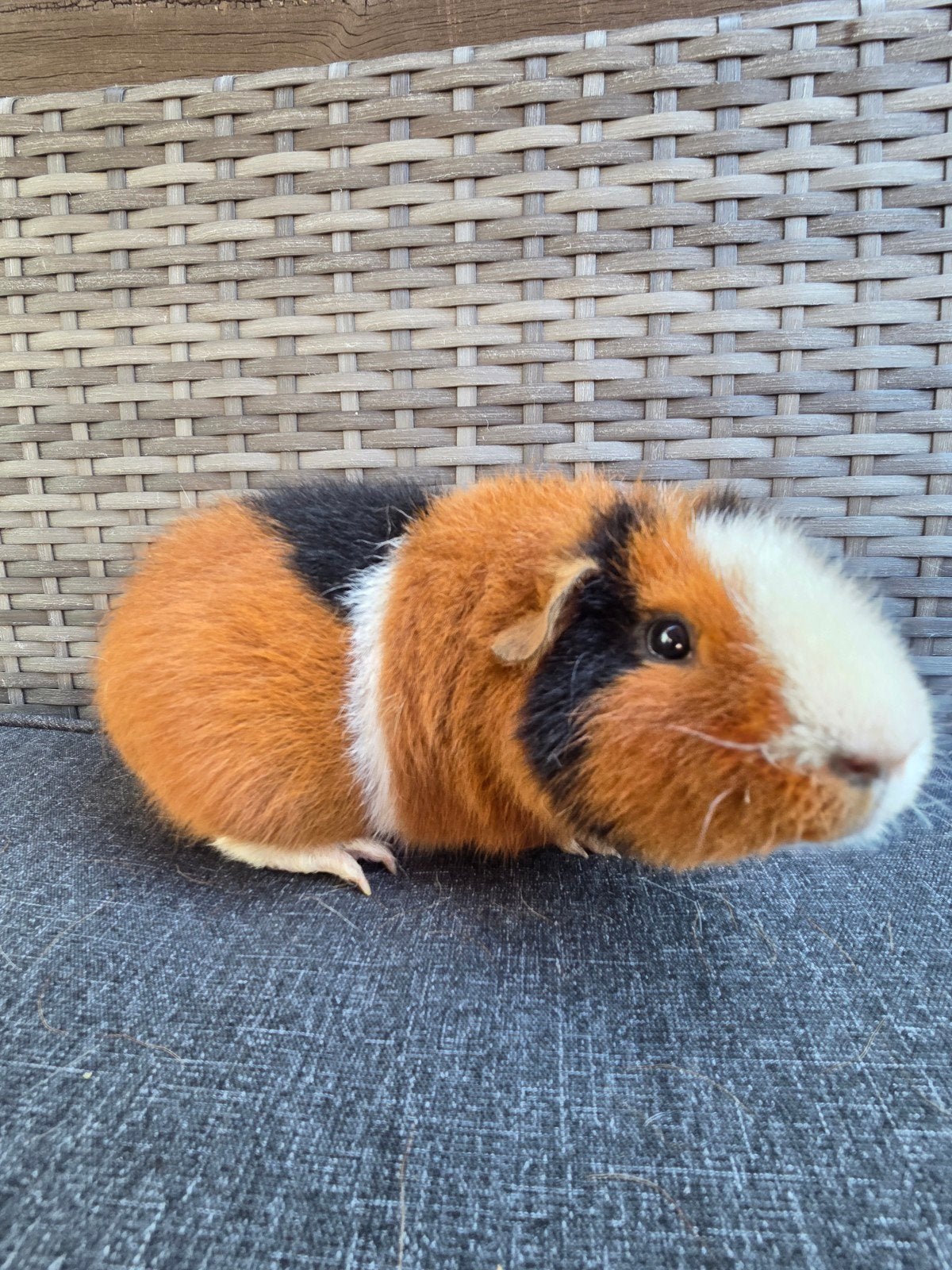 Nederland gecastereerde beer, Animaux & Accessoires, Rongeurs, Mâle, Domestique, Cobaye, Juillet