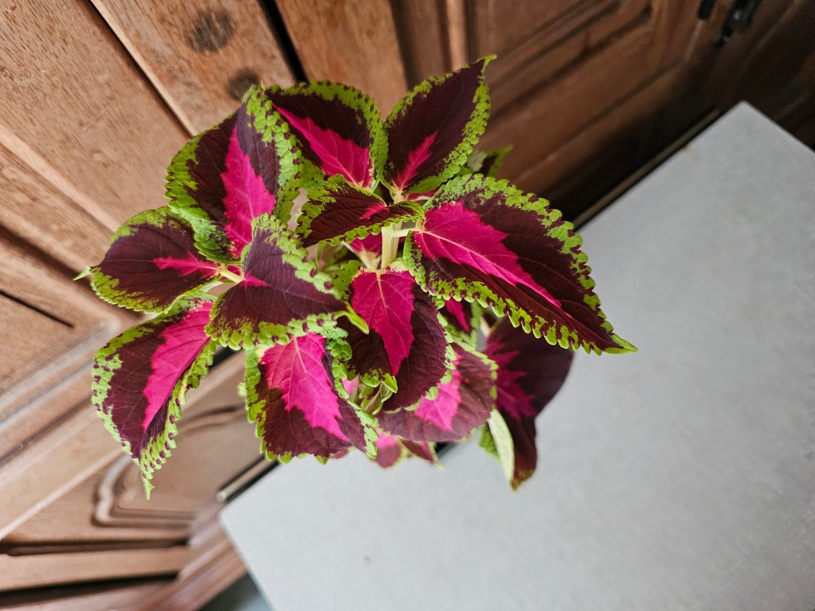 Coleus 2 tiges, Enlèvement