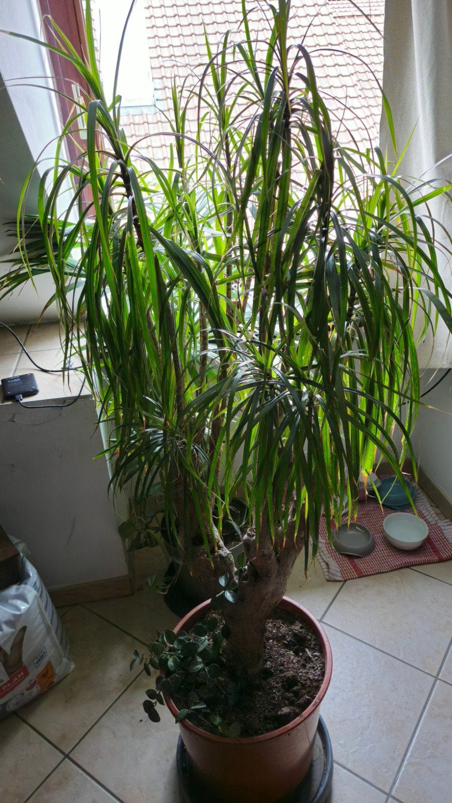 Plante d'intérieur, Enlèvement