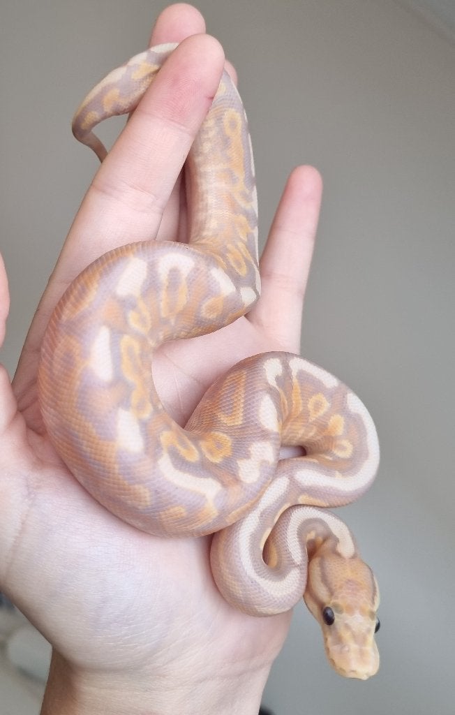 1.0 banana cinnamon od gravel (spotnose) het clown Ball Python photo 4
