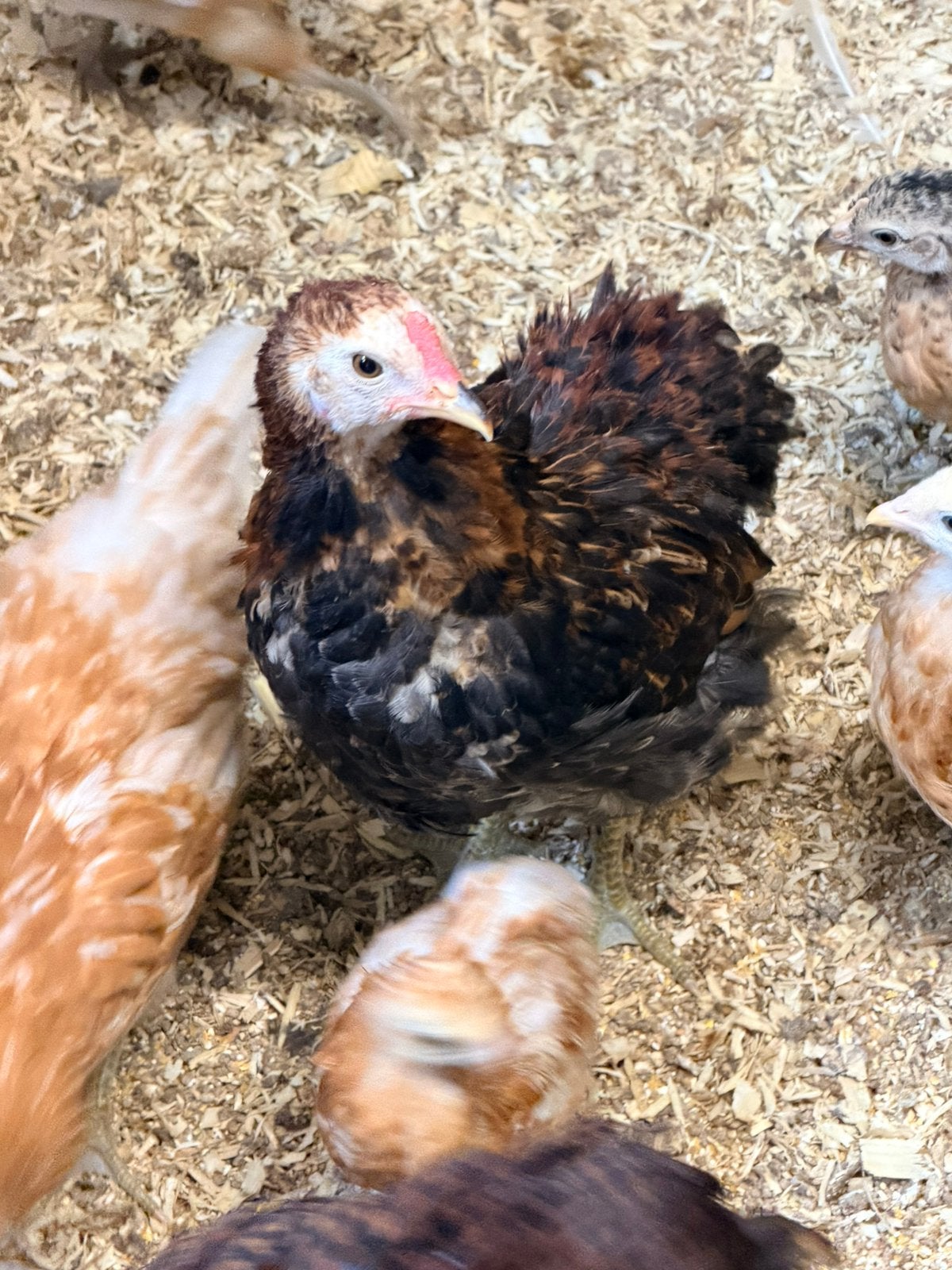 2 jeune coq araucana, Mâle, Poule ou poulet