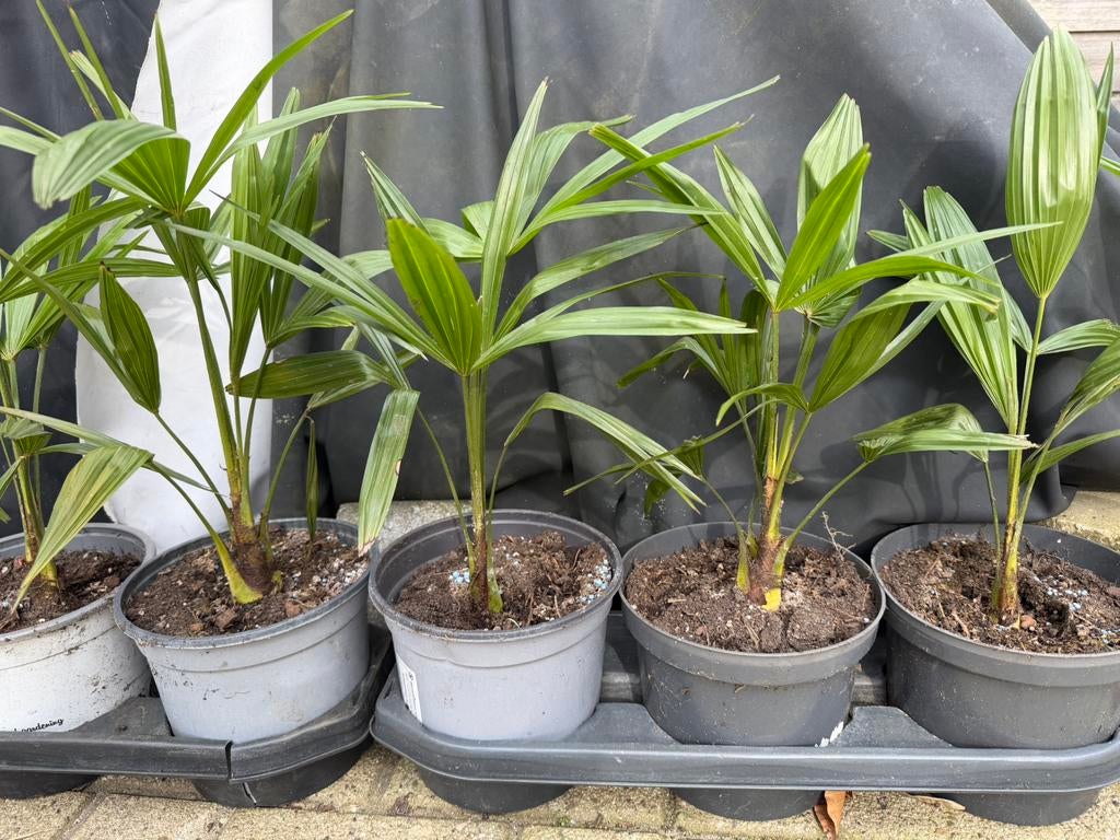 Trachecarpus Fortunei/ Chinese waaierpalm, Ophalen