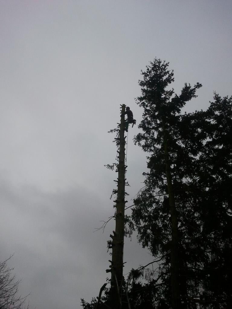Bonjour je propose mes services pour élagage et de l'abattag, Tuin en Terras, Planten | Bomen, Ophalen