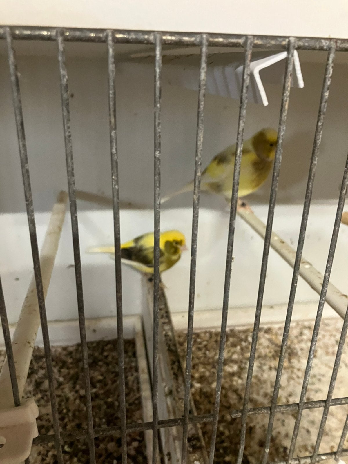 Five Fancy kanaries. 35€/koppel, Dieren en Toebehoren, Postuurkanarie