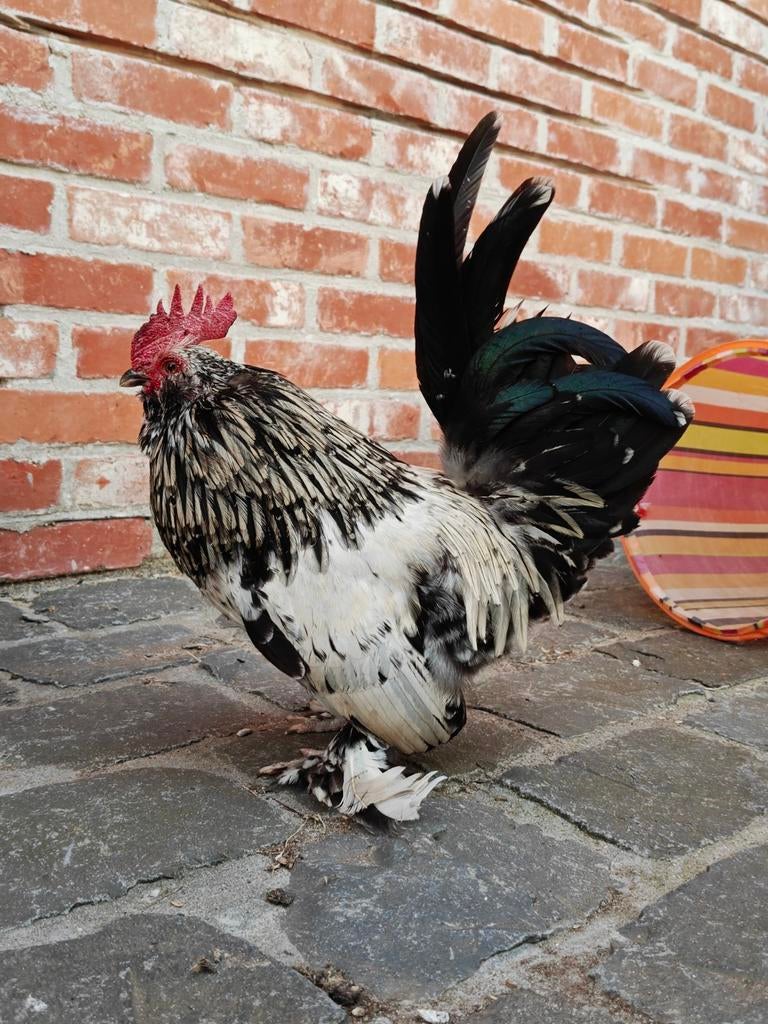 Ukkelse baardkriel haantje