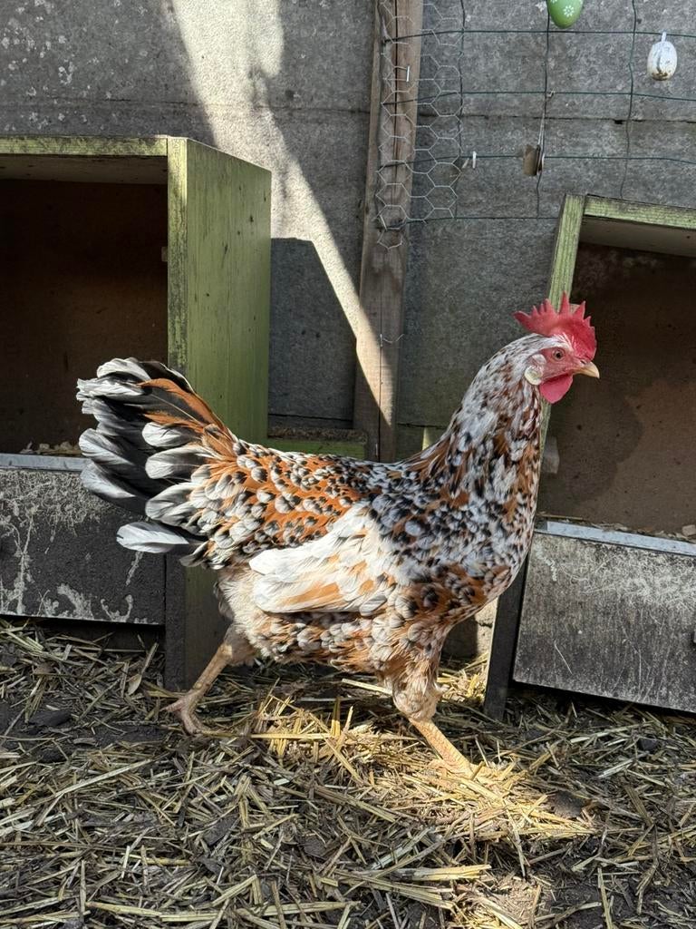 Kip te koop, Dieren en Toebehoren, Pluimvee, Kip