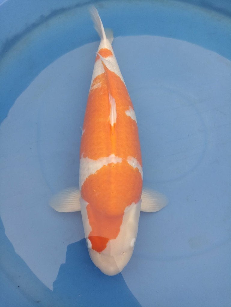 Japanse koi hoge kwaliteit, Animaux & Accessoires, Poissons | Poissons d'étang, Carpe ou Koï