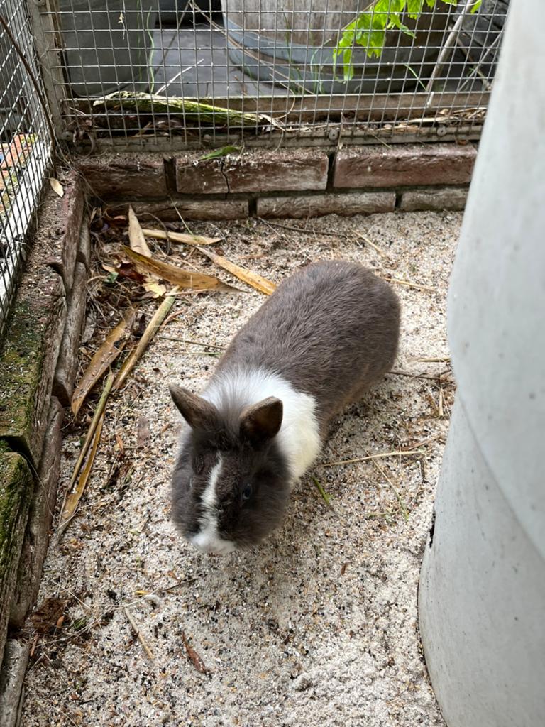 Konijntjes, Dieren en Toebehoren, Meerdere dieren, Klein, 0 tot 2 jaar