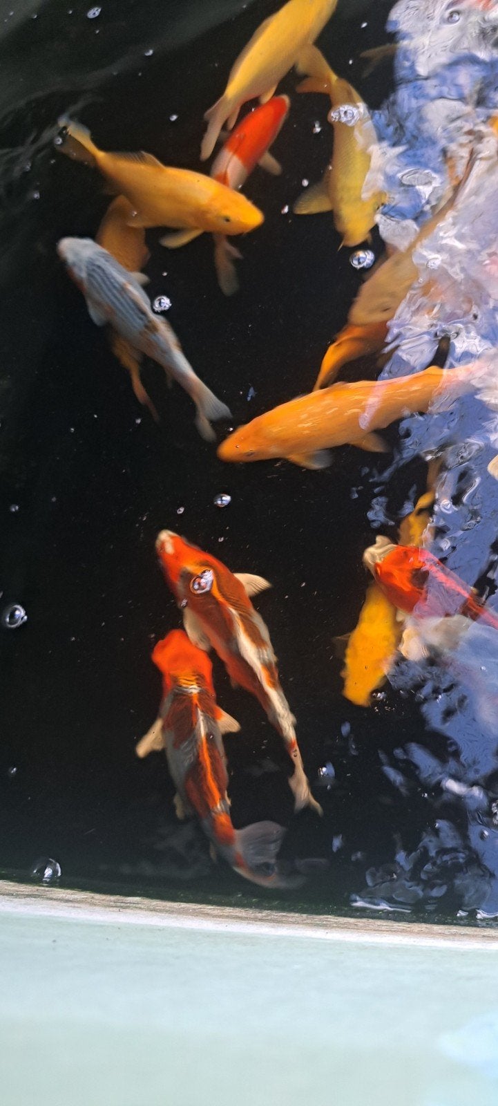 Koi japonais disponible, Jardin & Terrasse, Enlèvement