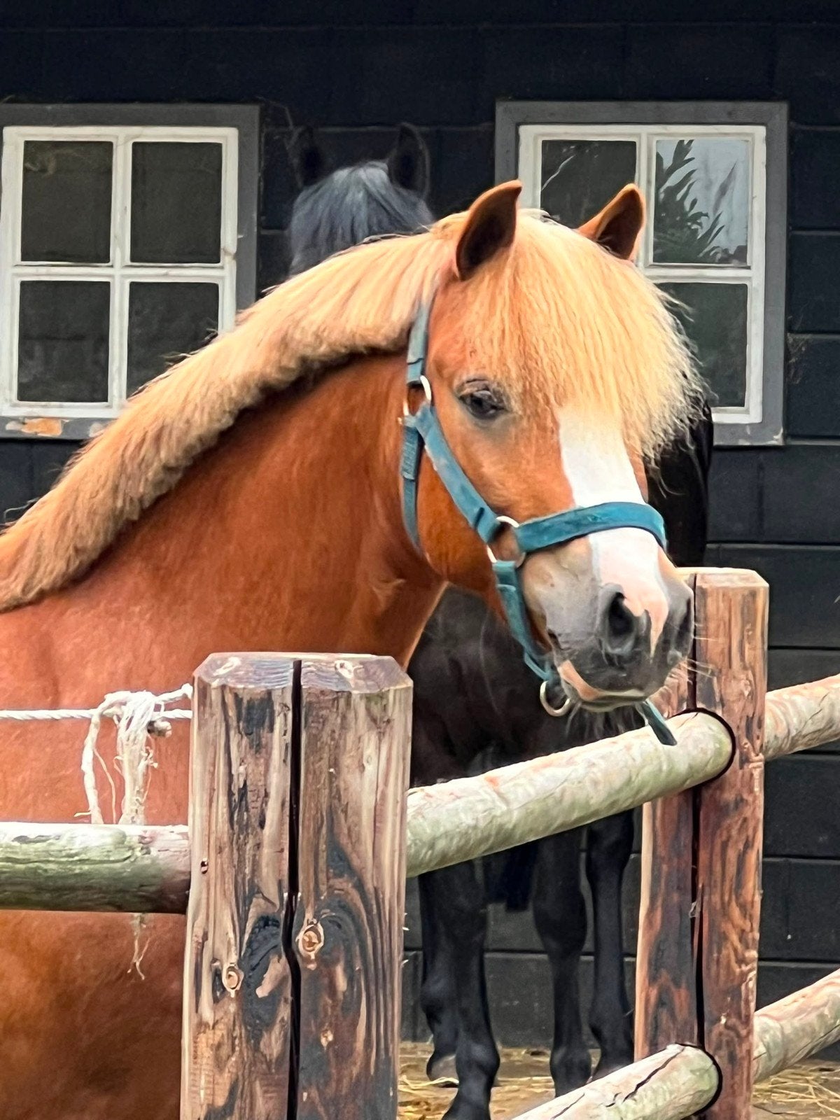 Mooie betuigde pony, Dieren en Toebehoren, Pony's, Ruin, B pony (1.17m tot 1.27m), Tuigpony