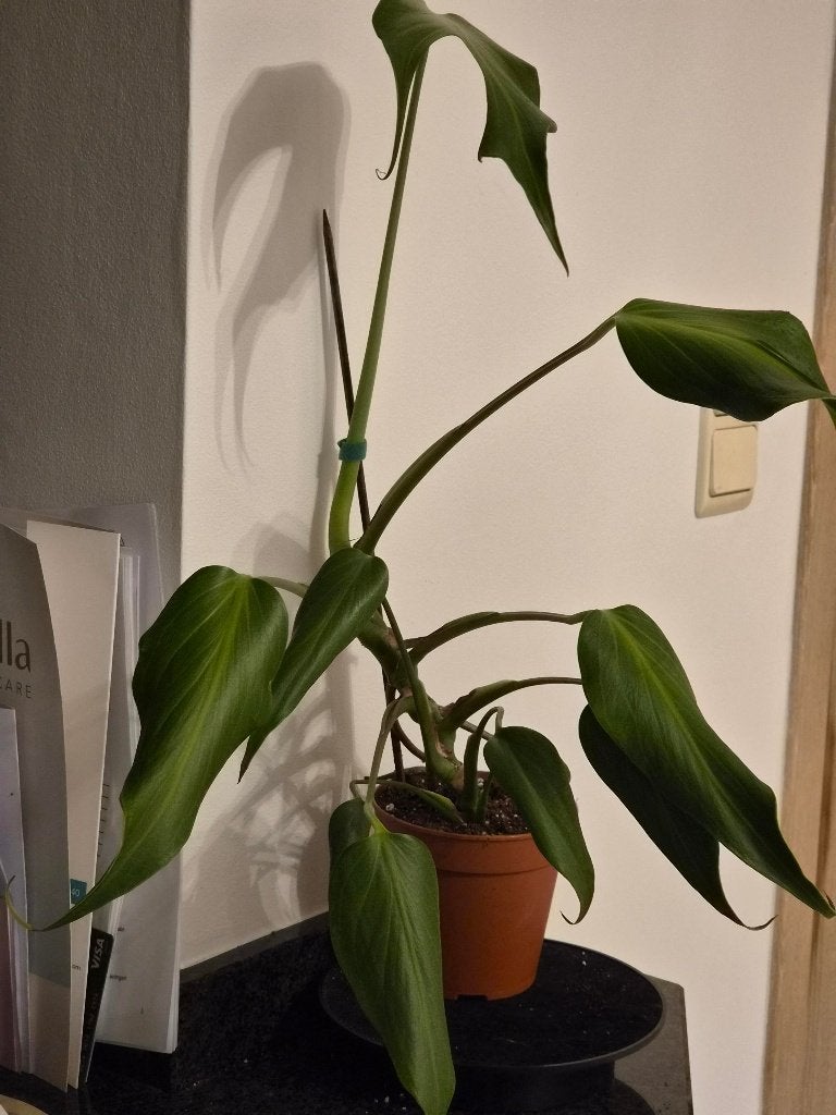 Monstera Burle Flame, Huis en Inrichting, Ophalen of Verzenden