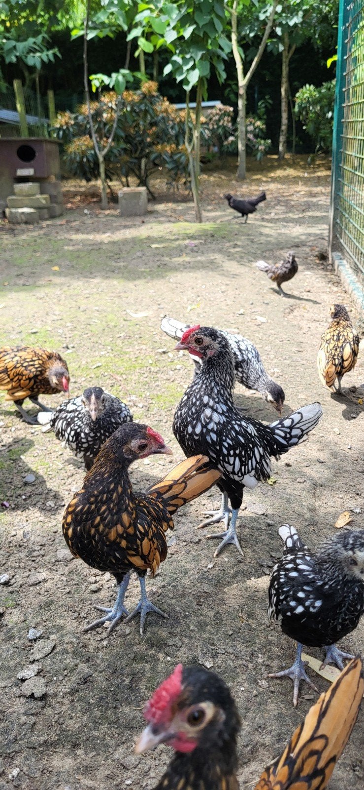 Sebright haantjes gratis, Animaux & Accessoires, Volatiles