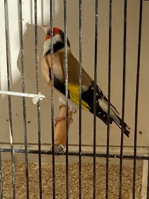 vogels, Ophalen