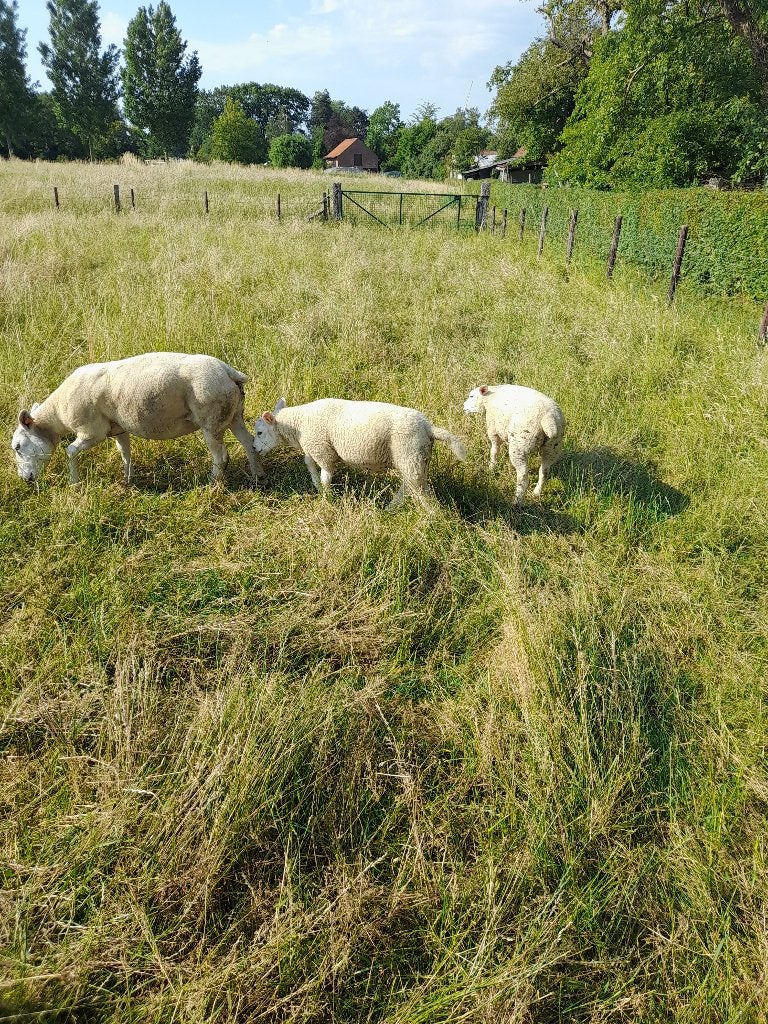 schaap ooi, Femelle, Mouton